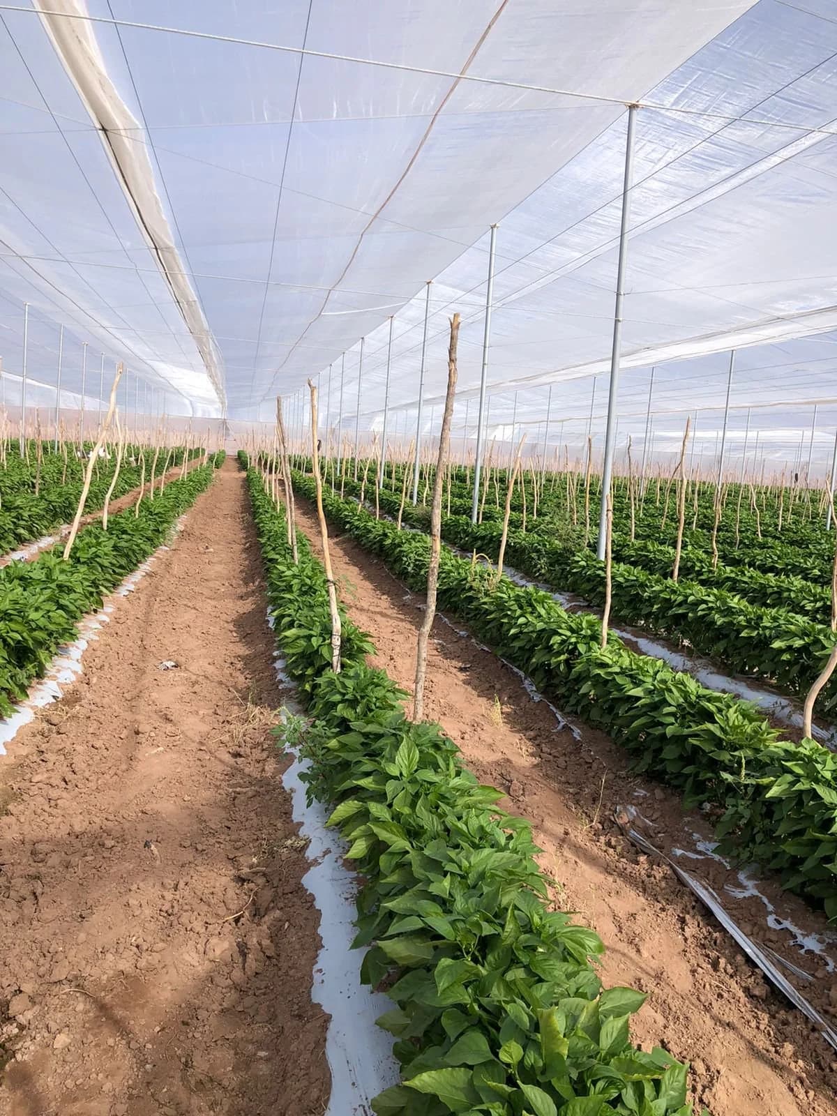 Producción agrícola responsable.